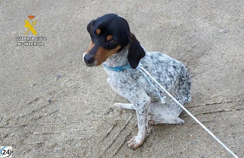Hombre en investigación por dejar a un perro junto a contenedores en Jarandilla de la Vera.