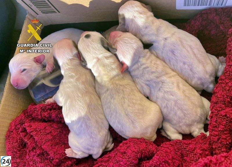Escándalo en Zafra: Vecina investigada por desechar camada de cachorros en contenedor de basura.
