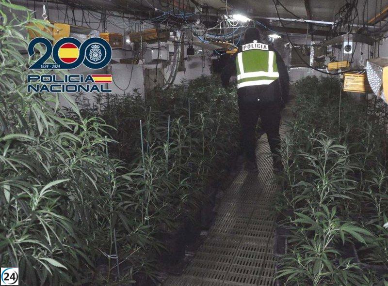 Tres arrestados por plantación de marihuana con 400 plantas en Mérida.