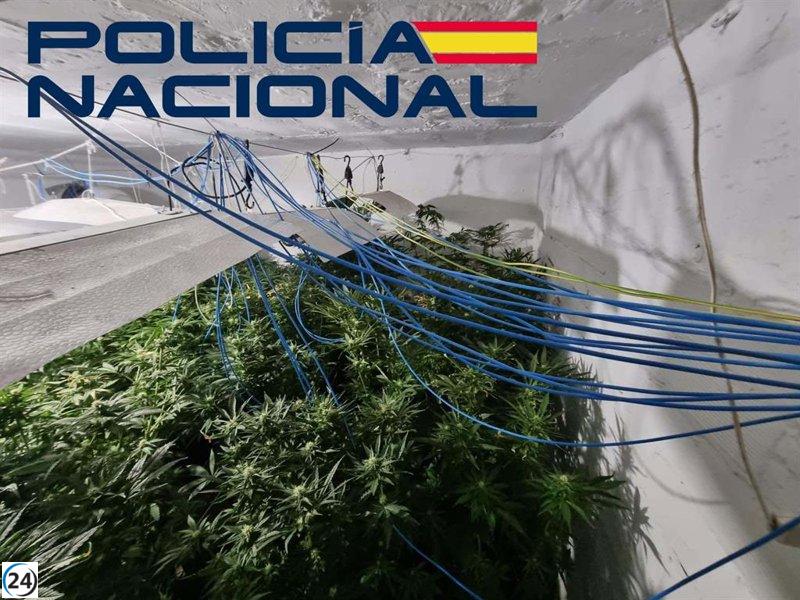 Operación policial en Badajoz desmantela plantaciones de marihuana y detiene a seis personas.
