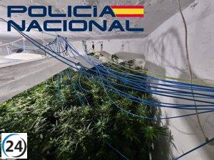Operación policial en Badajoz desmantela plantaciones de marihuana y detiene a seis personas.
