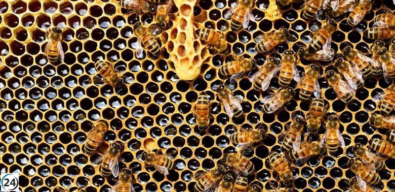 Cosecha de miel en Extremadura en riesgo por enjambrazón descontrolada