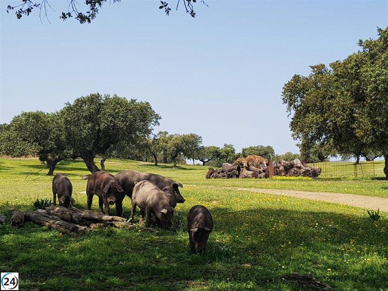 El sector porcino extremeño inquieta por la investigación en China pero dispuesto a colaborar