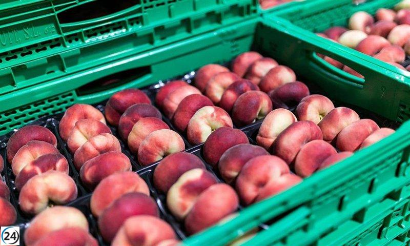 Mercadona impulsa la economía de Extremadura con compras récord de más de 510 millones de euros.