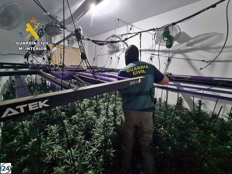 Detenidos dos responsables de plantaciones de marihuana en viviendas de Trujillanos
