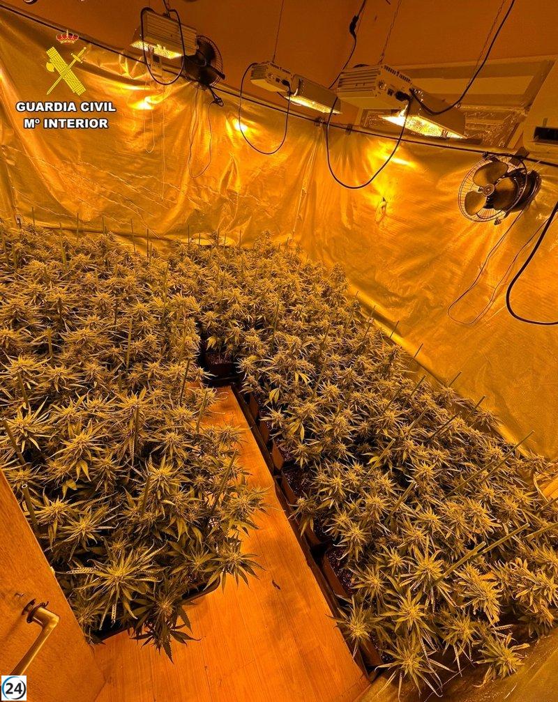 La Guardia Civil desmantela plantación de marihuana en Puebla de la Calzada y arresta al dueño.