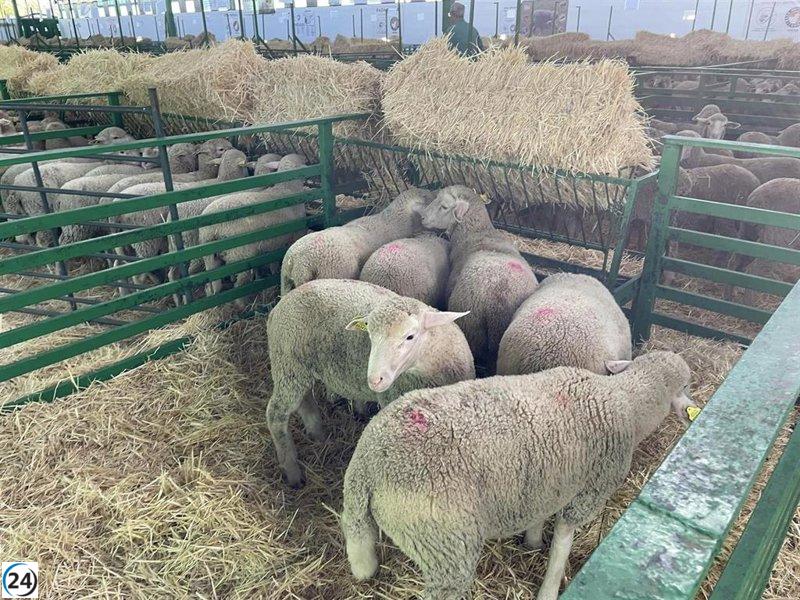 Feria de Zafra sin ganado por brote de lengua azul en Extremadura.