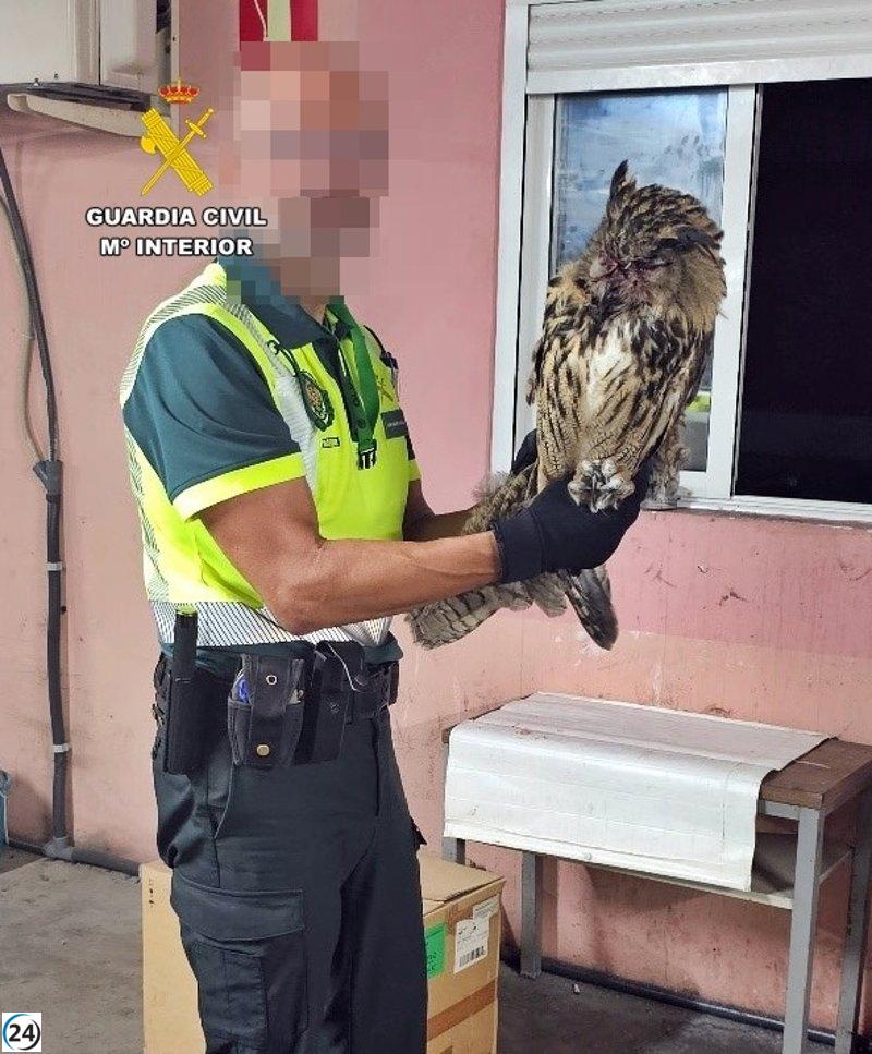 La Guardia Civil rescata a búho real herido en autovía A-5
