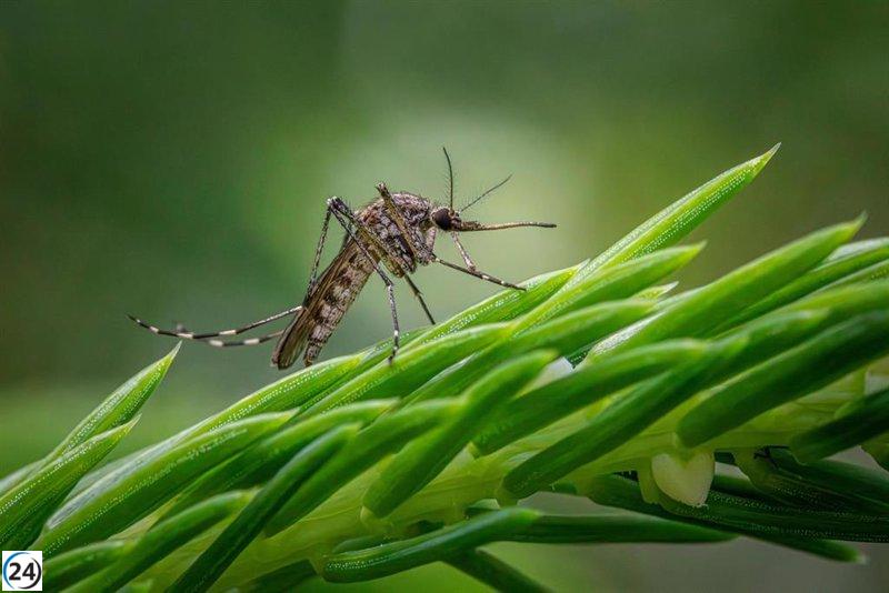 Nuevo caso de fiebre del Nilo en Plasencia: dos pacientes hospitalizados en Extremadura.