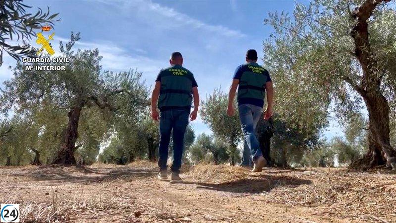 Cuatro arrestados por robo masivo de aceitunas en finca de Alcuéscar.