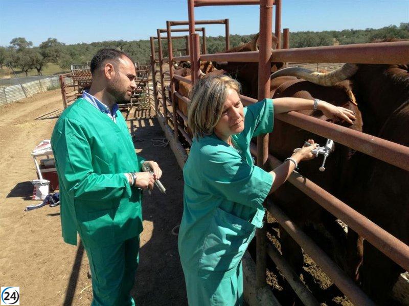 Extremadura amplía distribución de vacunas contra lengua azul para combatir brote.