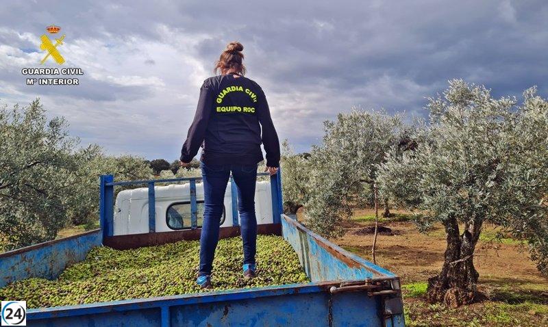 Detenidos cuatro sospechosos de numerosos robos de aceitunas en Badajoz.