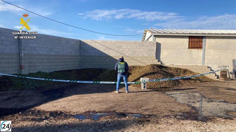 Interceptados 9.000 kilos de aceitunas no aptas para la venta en Salvatierra de Santiago (Cáceres)