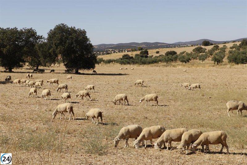 Extremadura celebra la nueva estrategia nacional sobre lengua azul que facilita el transporte de animales sin necesidad de vacunación.