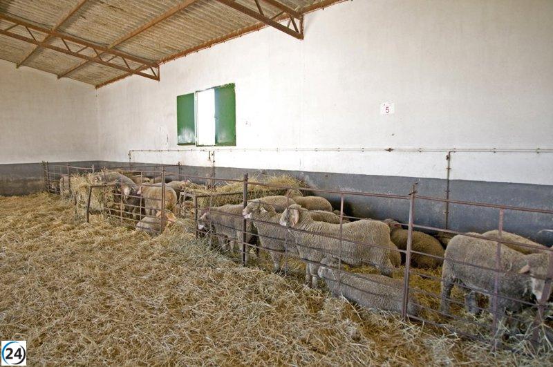 Inicio de solicitudes para el ganado bovino de la Diputación de Cáceres en la finca El Cuartillo.