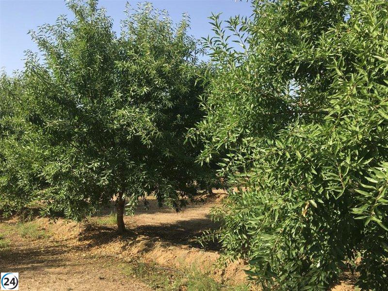 Curso en Don Benito explora innovaciones en la poda y fertirrigación del almendro.