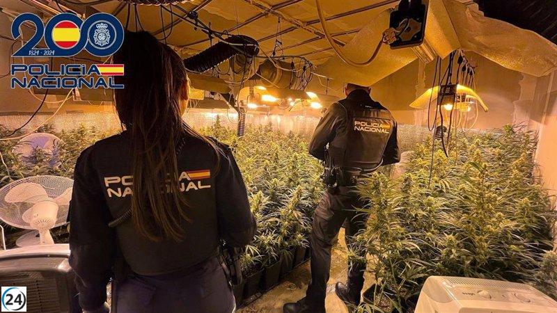 Joven de 20 años arrestado por cultivar marihuana en nave industrial de Almendralejo.