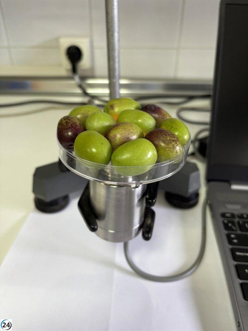 Cicytex investiga mejoras en la producción de aceite de oliva virgen extra de variedades locales.