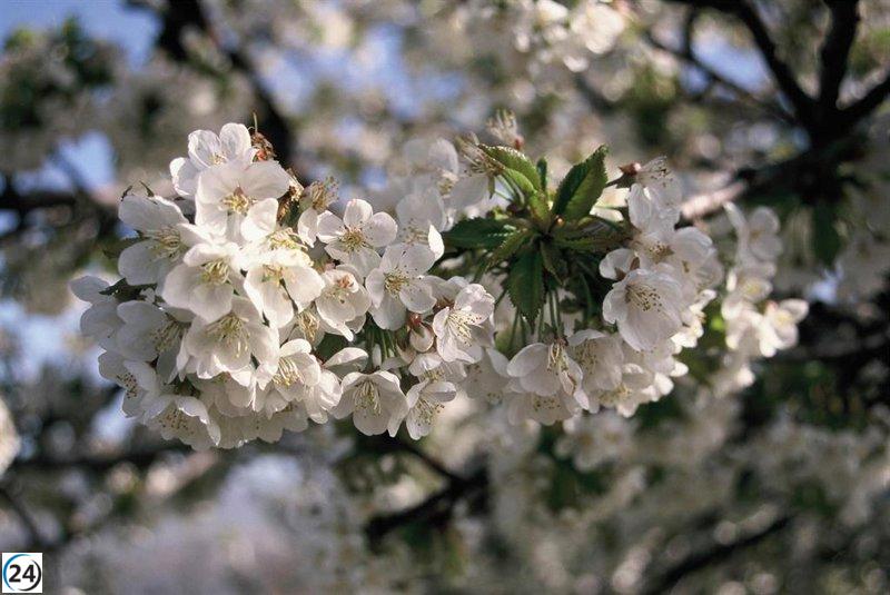 El Valle del Jerte despunta con más de 2 millones de cerezos en flor; las cerezas estarán listas en 40 días.