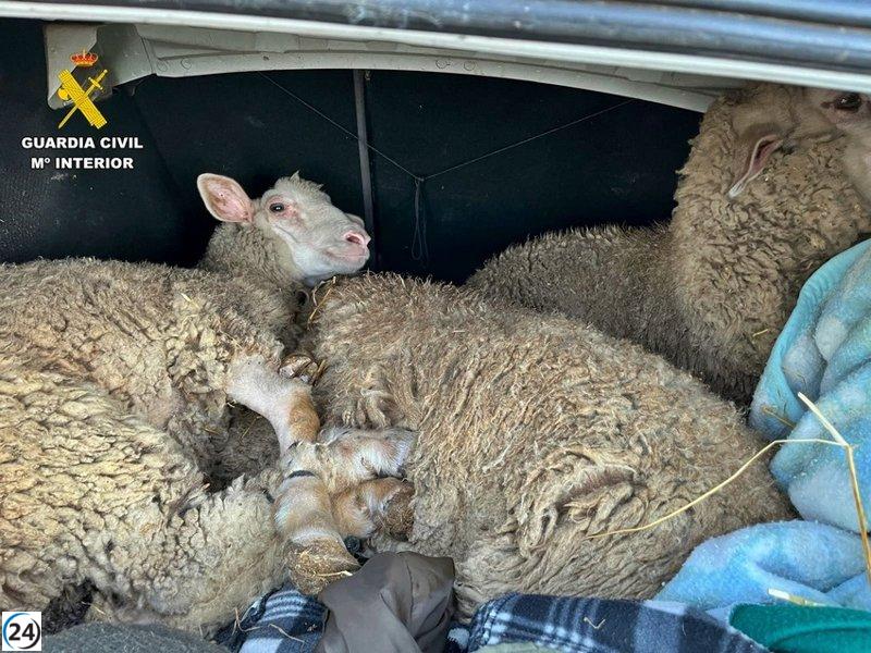 Desarticulan en Badajoz una banda que robó 134 ovejas de granjas locales.