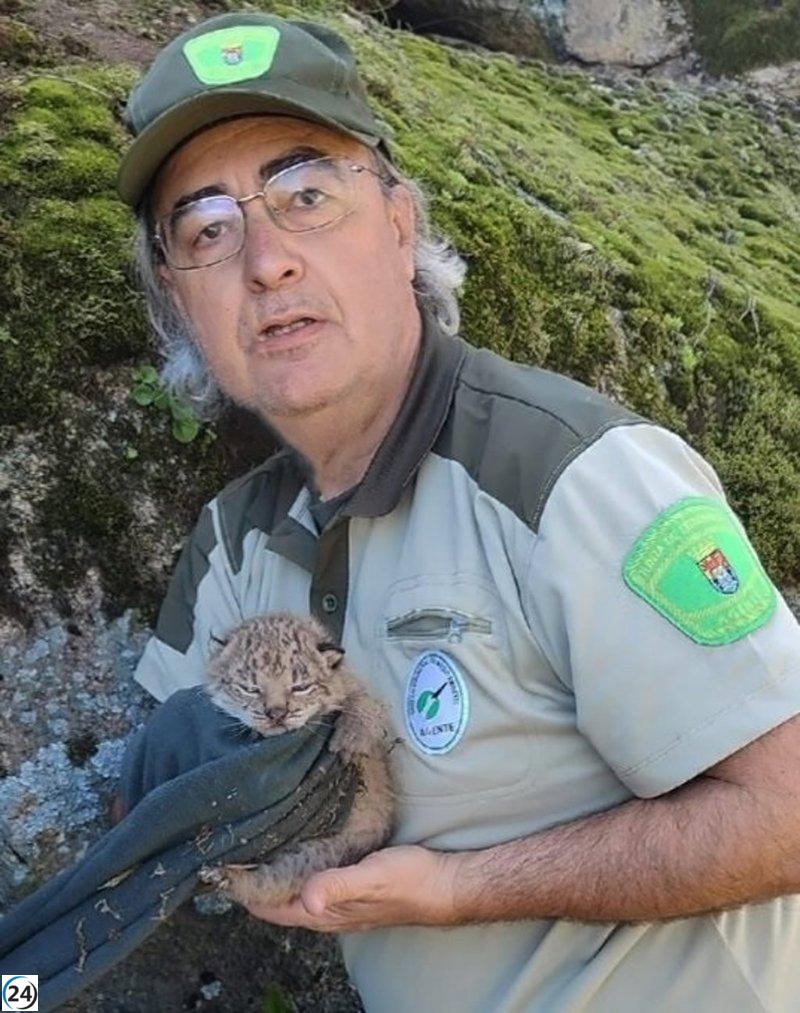 Rescatan tres cachorros de lince ibérico tras la muerte de su madre en Navalmoral.