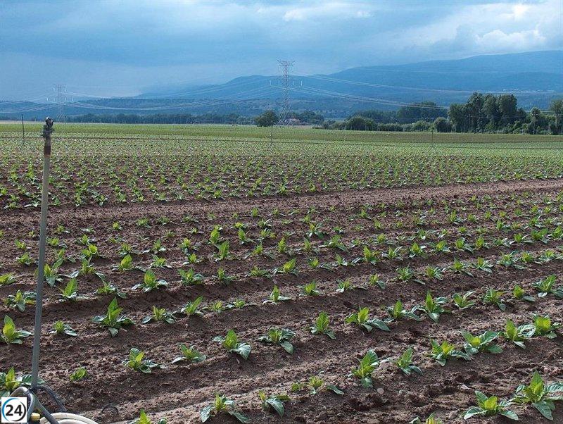 Cetarsa aumenta en un 1% su contratación de tabaco para la campaña 2025/2026, alcanzando 15,6 millones de kilos.
