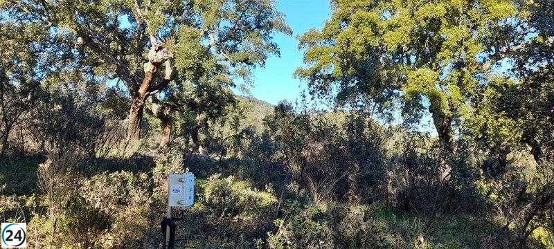 Cicytex lanza un novedoso sistema para predecir la expansión de la enfermedad de la seca en alcornoques y encinas.
