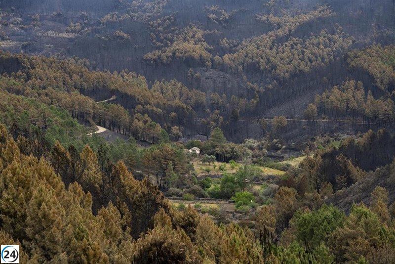 Verano de peligro por incendios en Extremadura: los campos están repletos de combustible seco.