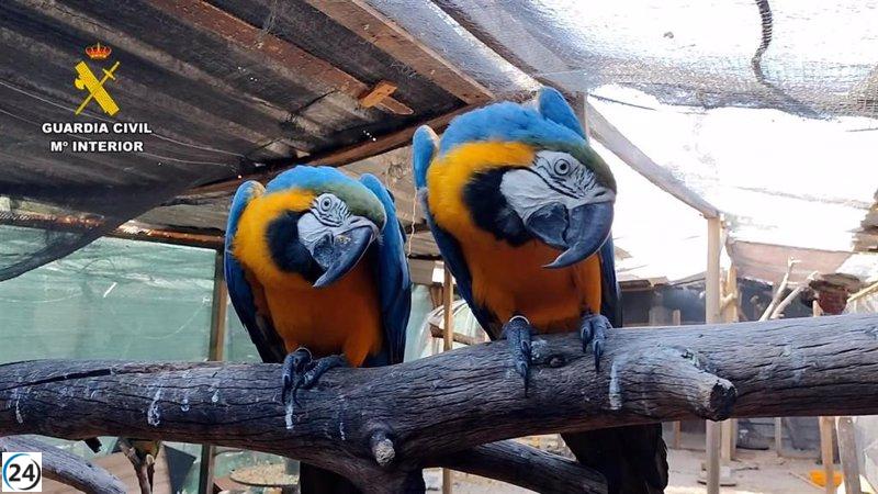 Desmantelan red de tráfico de especies protegidas: cinco arrestos y numerosos ejemplares confiscados.