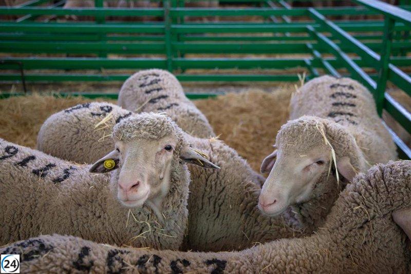 Anuncian 28 millones en ayudas para ganaderos ovinos y productores de cerezas damnificados por lengua azul y lluvias.