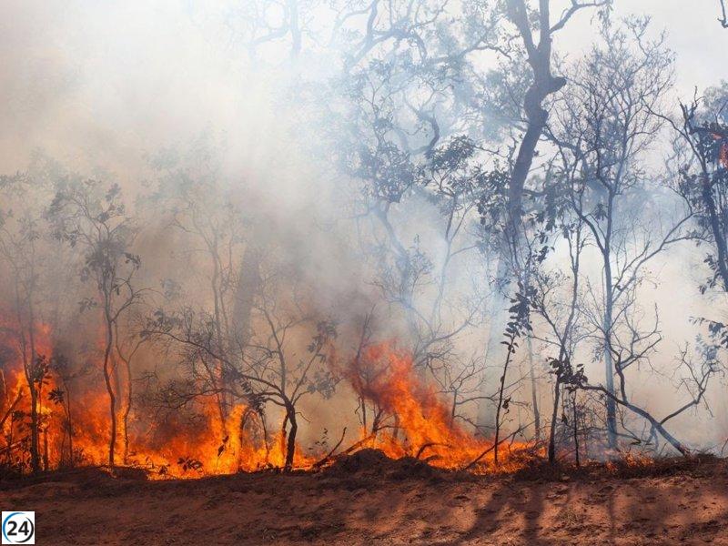 Incendios en Extremadura devastan árboles milenarios y amenazan especies de aves en peligro.