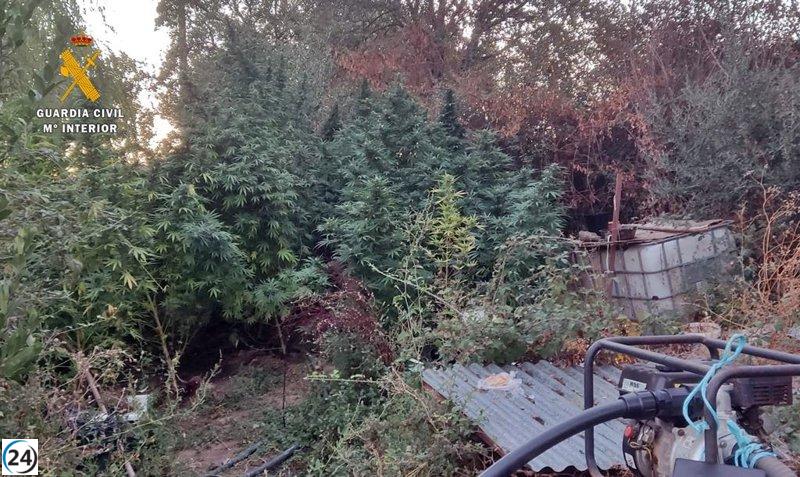 Detenida mujer en La Codosera por esconder 44 plantas de cannabis en su propiedad.