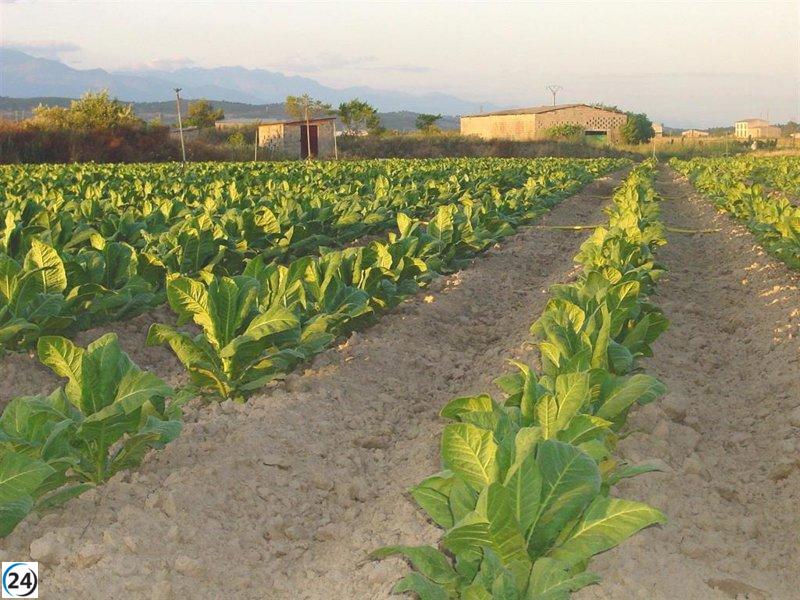 UGT-FICA alerta sobre el impacto negativo de la nueva legislación del tabaco en la industria.