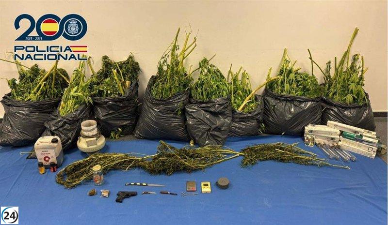 Vecinos alertan sobre olor a marihuana y llevan al desmantelamiento de una finca en Mérida.