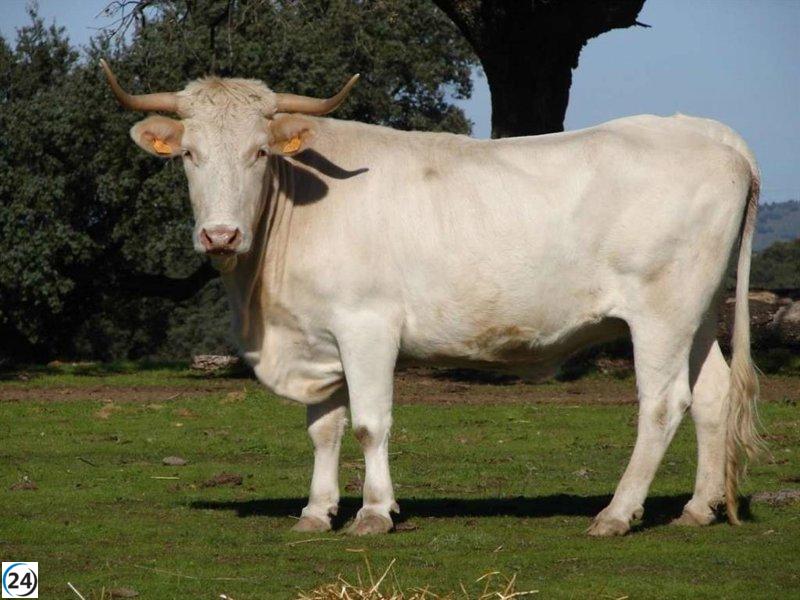 Agricultores y ganaderos de Extremadura recibirán anticipadamente 277,6 millones de euros en ayudas de la PAC.