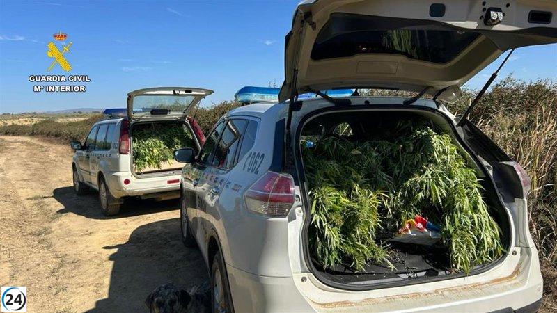 Desmantelan cultivo ilegal de marihuana en Logrosán; propietario bajo investigación.