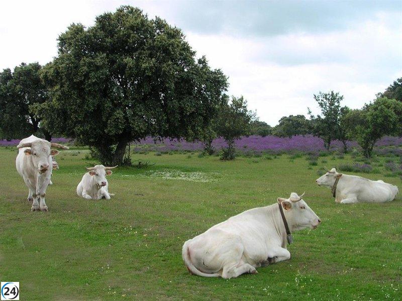Nuevas subvenciones para promover la cría de razas ganaderas autóctonas en Extremadura.