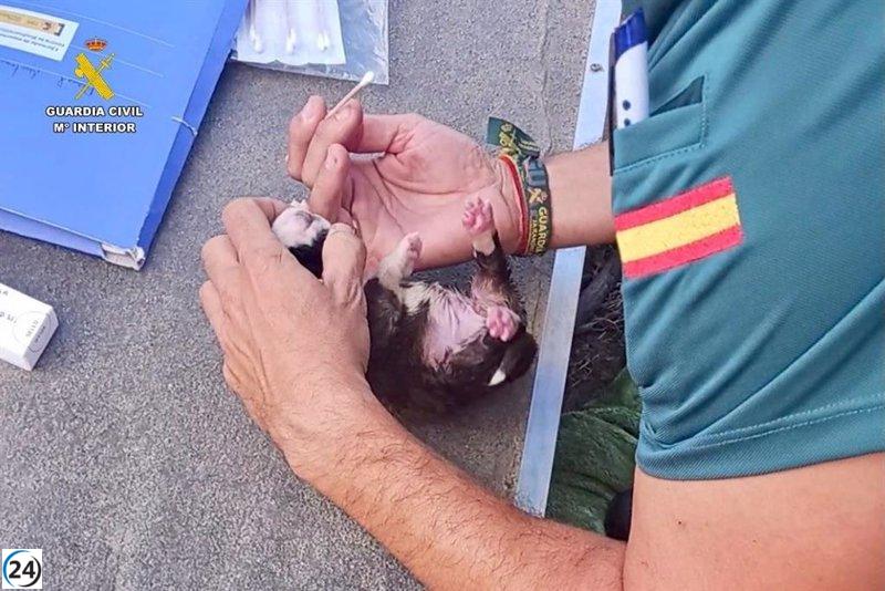 Detenido por el hallazgo de cachorros de perro recién nacidos abandonados en un arroyo de La Vera.