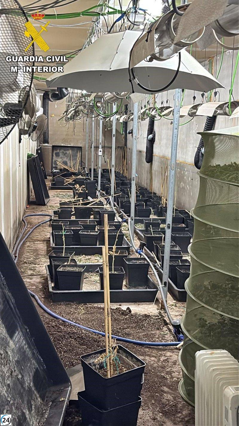 Pareja de Don Benito arrestada por cultivar marihuana y robar electricidad en Almendralejo.