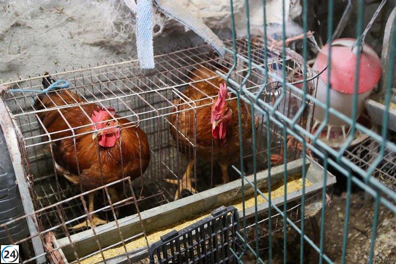 Ocho casos de gripe aviar en aves silvestres en Extremadura, sin impacto en granjas avícolas.