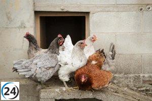 Gobierno ordena confinamiento total de aves en granjas españolas ante brote de gripe aviar.