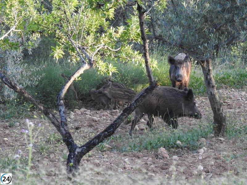Crean equipo interdepartamental para abordar la peste porcina en Agricultura, Bosques y Salud.