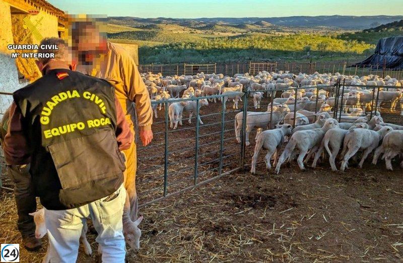 Detenido en Hornachos un hombre por robar 41 ovejas de una finca local.