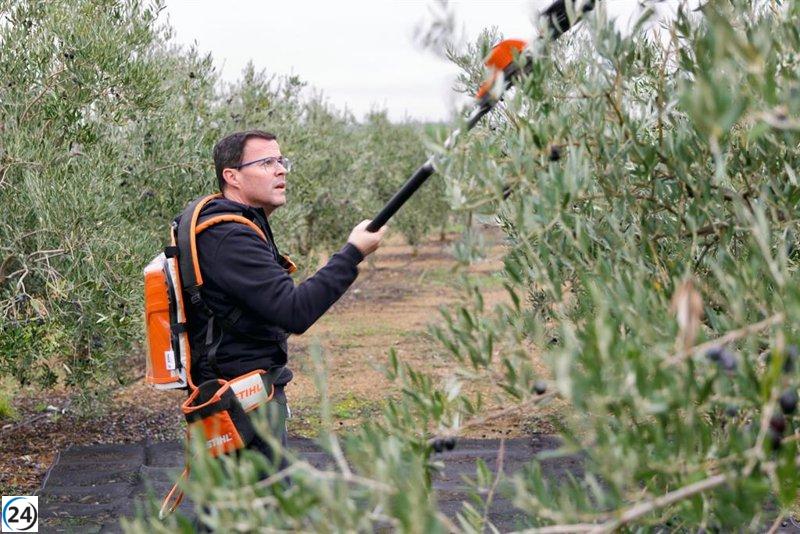 Gallardo se prepara para el 21D trabajando en el campo familiar recolectando aceitunas.