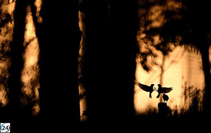 Monfragüe: Epicentro del turismo ornitológico este fin de semana.