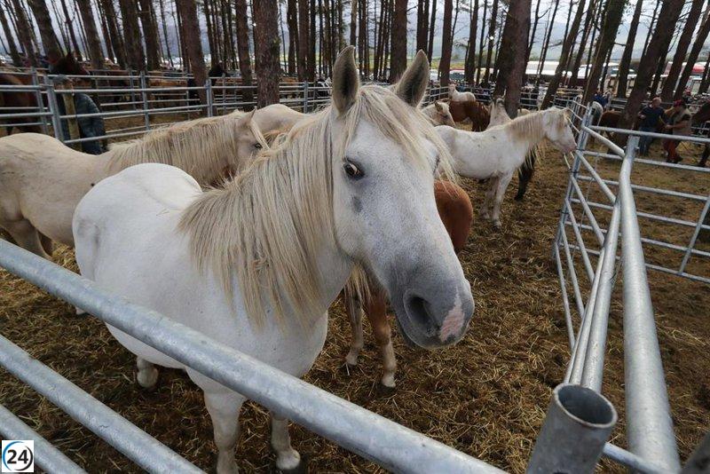 Adolescente de 17 años sufre lesiones severas al caer de un caballo en Pasarón de la Vera.