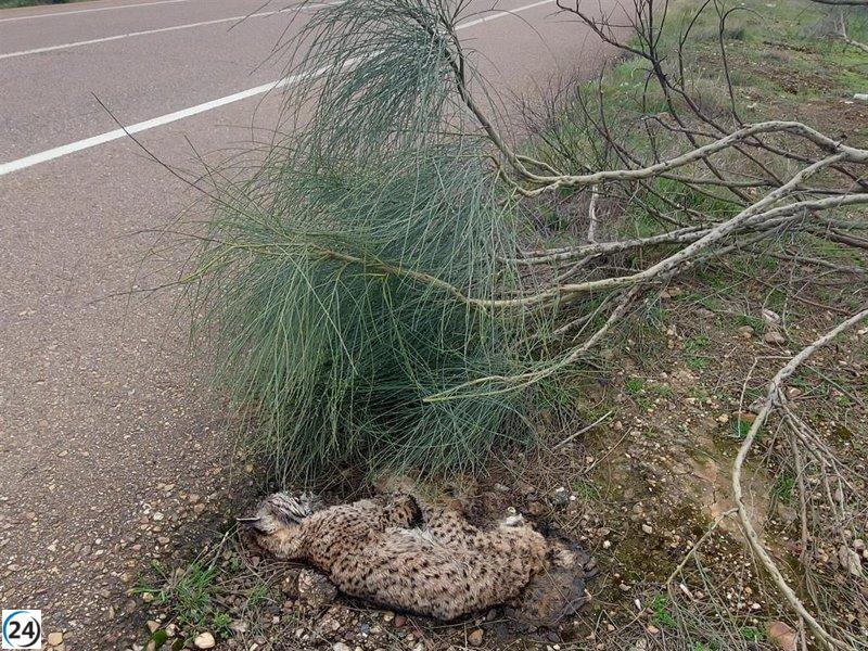 Encuentran lince ibérico sin vida en la N-630 cerca de Torremejía, Badajoz.