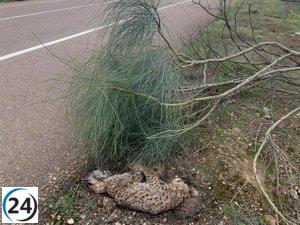 Encuentran lince ibérico sin vida en la N-630 cerca de Torremejía, Badajoz.