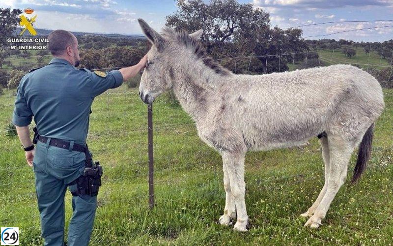 Vecino de Fuente de Cantos bajo investigación por negligencia hacia un asno.