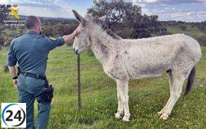 Vecino de Fuente de Cantos bajo investigación por negligencia hacia un asno.